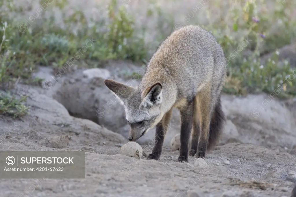 Bat-eared Fox (Otocyon megalotis) smelling dung beetle ball, Ngorongoro Conservation Area, Tanzania