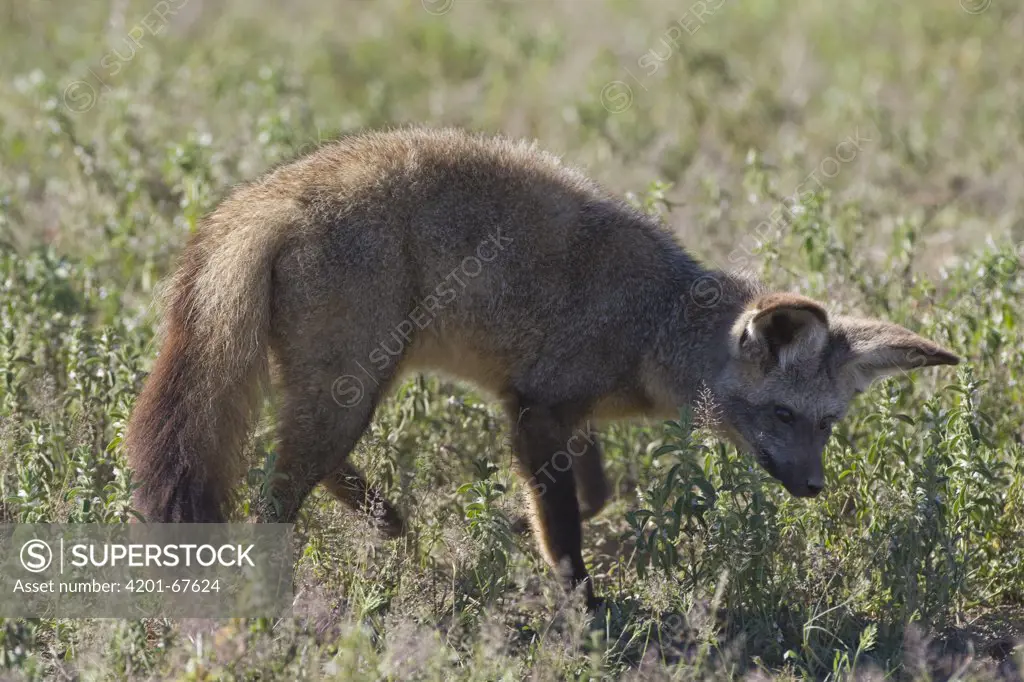Bat-eared Fox (Otocyon megalotis) foraging for insects, Ngorongoro Conservation Area, Tanzania