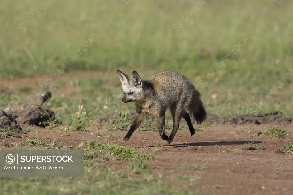 Bat-eared Fox (Otocyon megalotis) running, Masai Mara National Reserve, Kenya