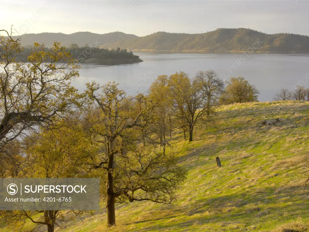 New Melones Lake surrounded by foothill Oak woodlands, man-made reservoir managed by Central Valley Project, Calaveras County, California