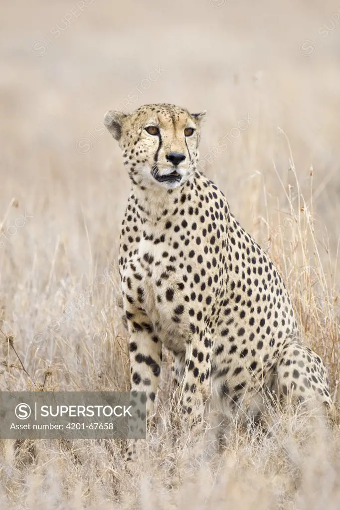 Cheetah (Acinonyx jubatus) male, Lewa Wildlife Conservancy, Kenya