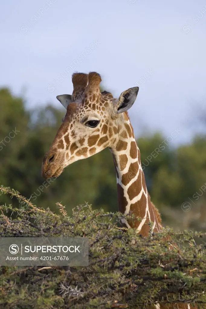 Reticulated Giraffe (Giraffa camelopardalis reticulata) portrait, Lewa Wildlife Conservancy, Kenya