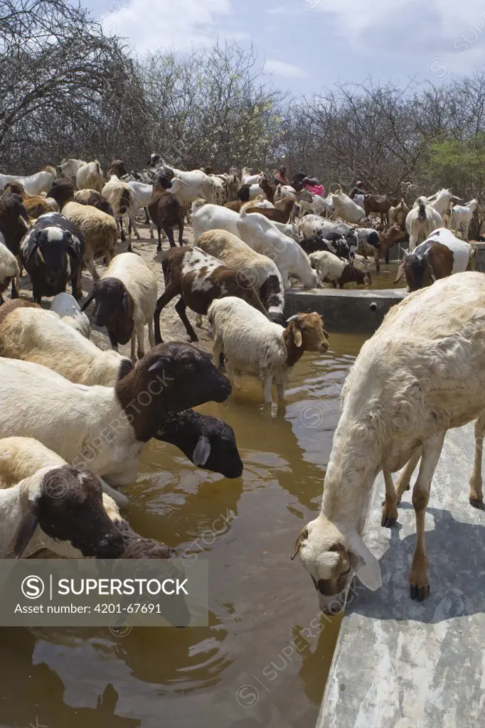 Domestic Goat (Capra hircus) group drinking at Namunyak Wildlife Conservancy water project well, Kenya