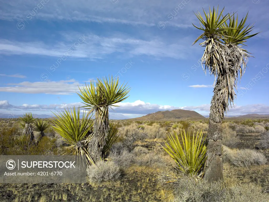 Joshua Tree (Yucca brevifolia), cinder cones, and other desert vegetation, Mojave National Preserve, California