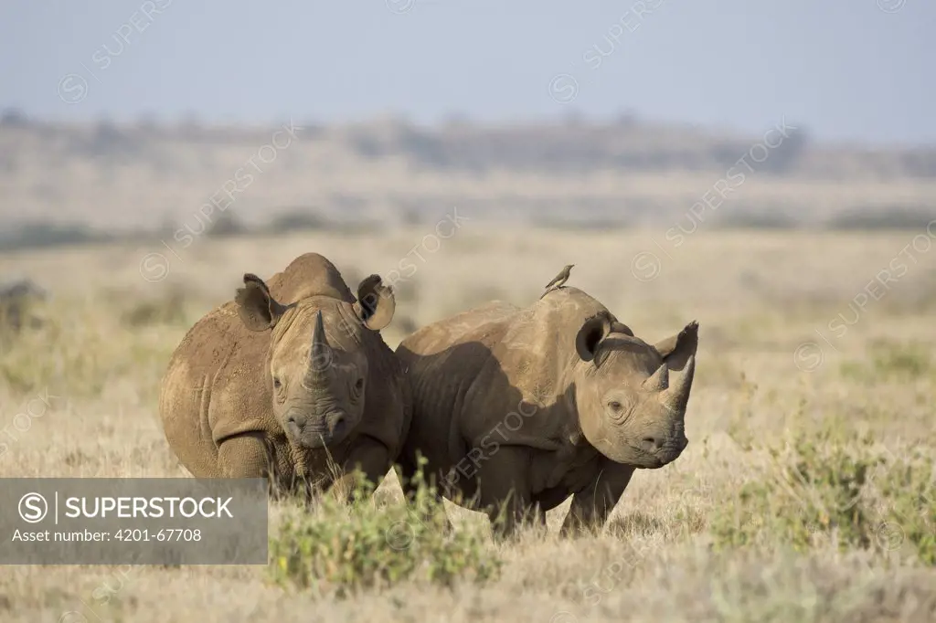 Black Rhinoceros (Diceros bicornis) pair, Lewa Wildlife Conservancy, Kenya
