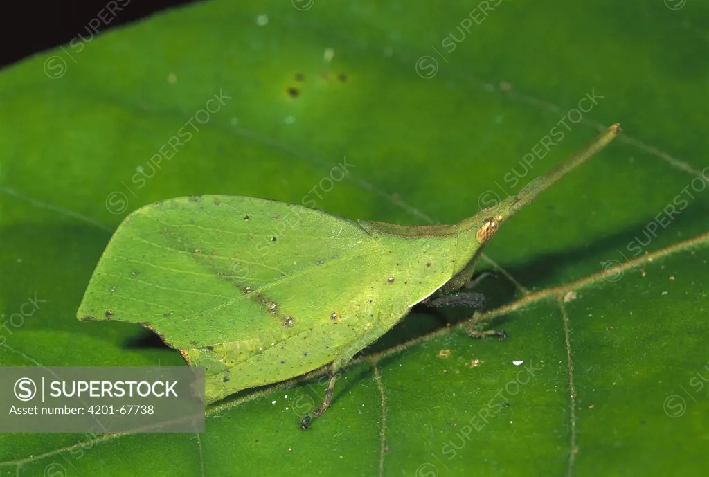 Grasshopper (Systella dusmeti) camouflaged as leaf, Kinabalu National Park, Sabah, Borneo, Malaysia