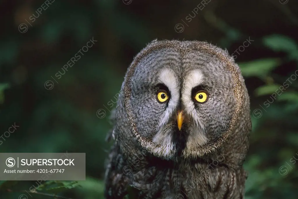 Great Gray Owl (Strix nebulosa) alerlty looking, Switzerland