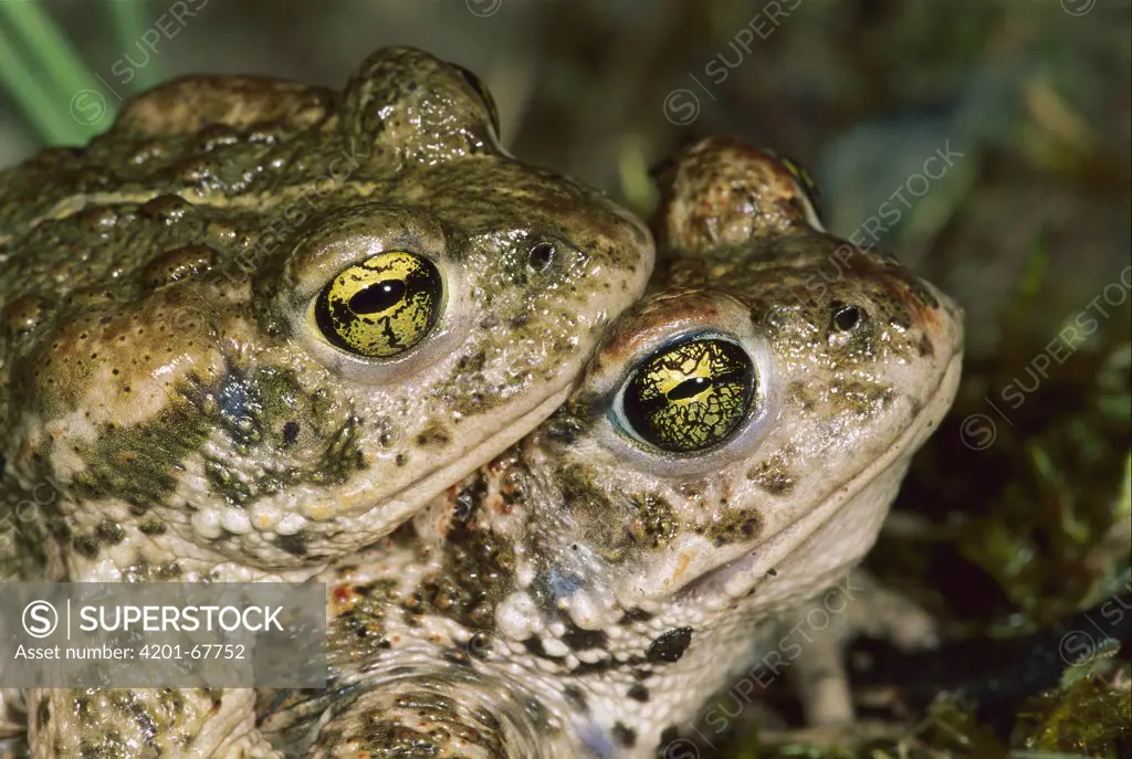 Natterjack Toad (Bufo calamita) pair mating, Switzerland