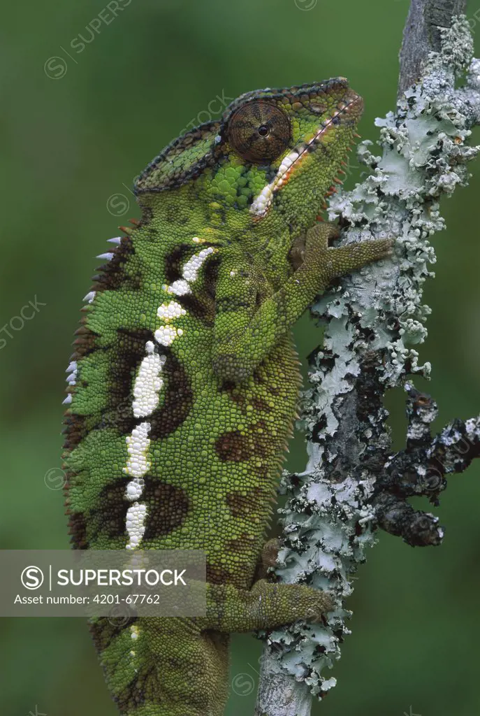 Panther Chameleon (Chamaeleo pardalis) female, Madagascar