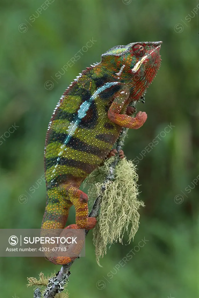 Panther Chameleon (Chamaeleo pardalis) male, Andasibe, Madagascar