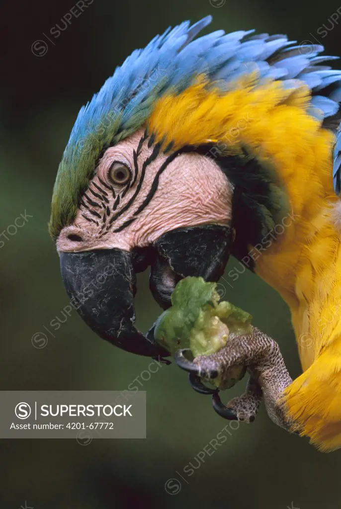 Blue and Yellow Macaw (Ara ararauna) eating, Tambopata-Candamo Nature Reserve, Peru