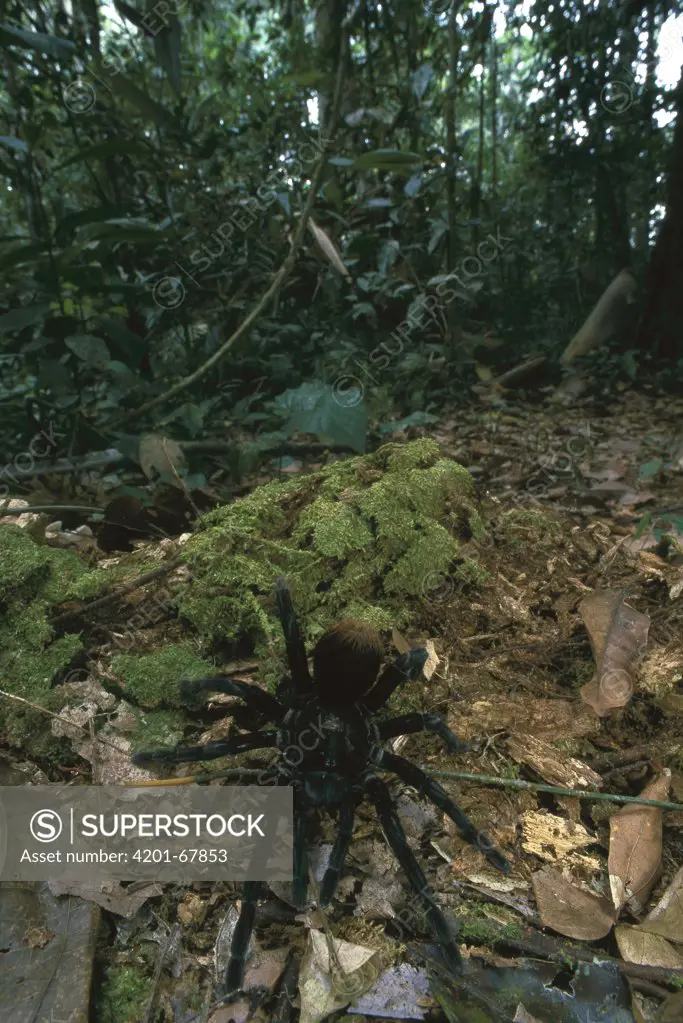 Tarantula (Theraphosidae) crawling on forest floor, Manu National Park, Peru