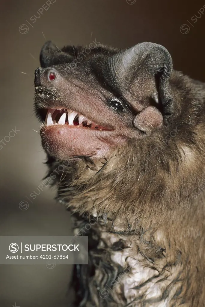 Pallas's Mastiff Bat (Molossus molossus) portrait, Manu National Park, Peru