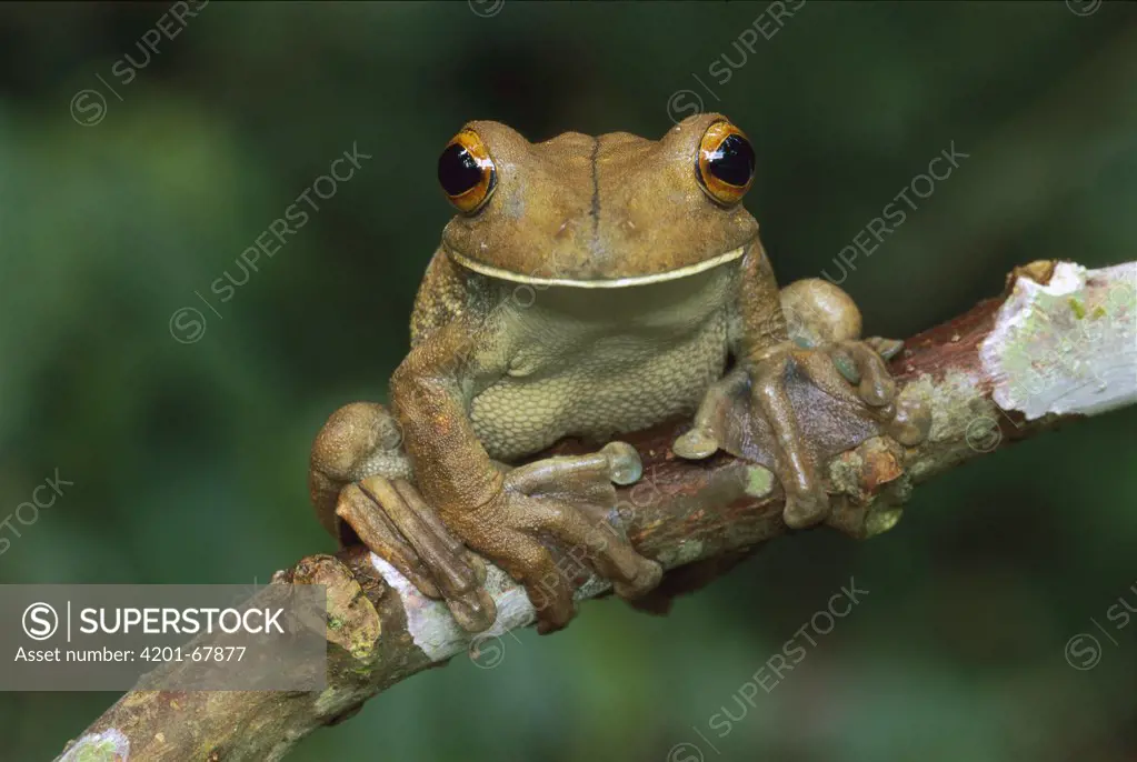 Map Treefrog (Hyla geographica) portrait, Tambopata-Candamo Nature Reserve, Peru