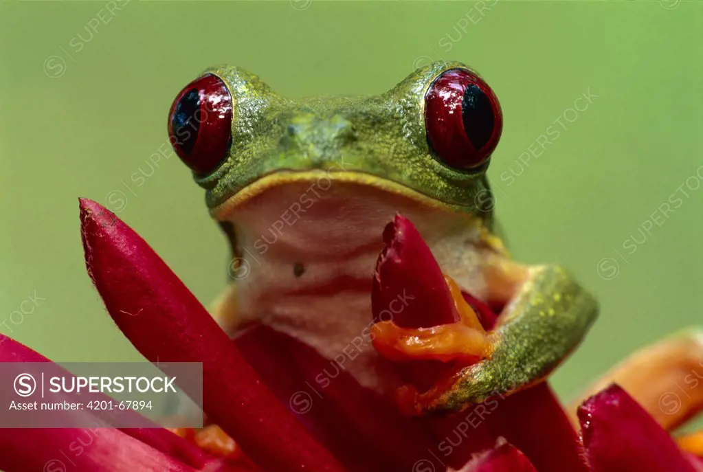 Red-eyed Tree Frog (Agalychnis callidryas) on Heliconia (Heliconia sp) flower, Cahuita National Park, Costa Rica