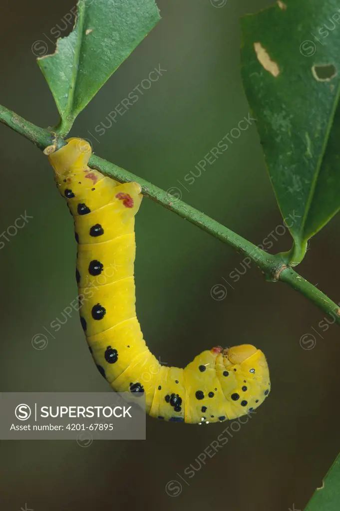 Four o'Clock Moth (Dysphania fenestrata) caterpillar, Daintree National Park, Australia