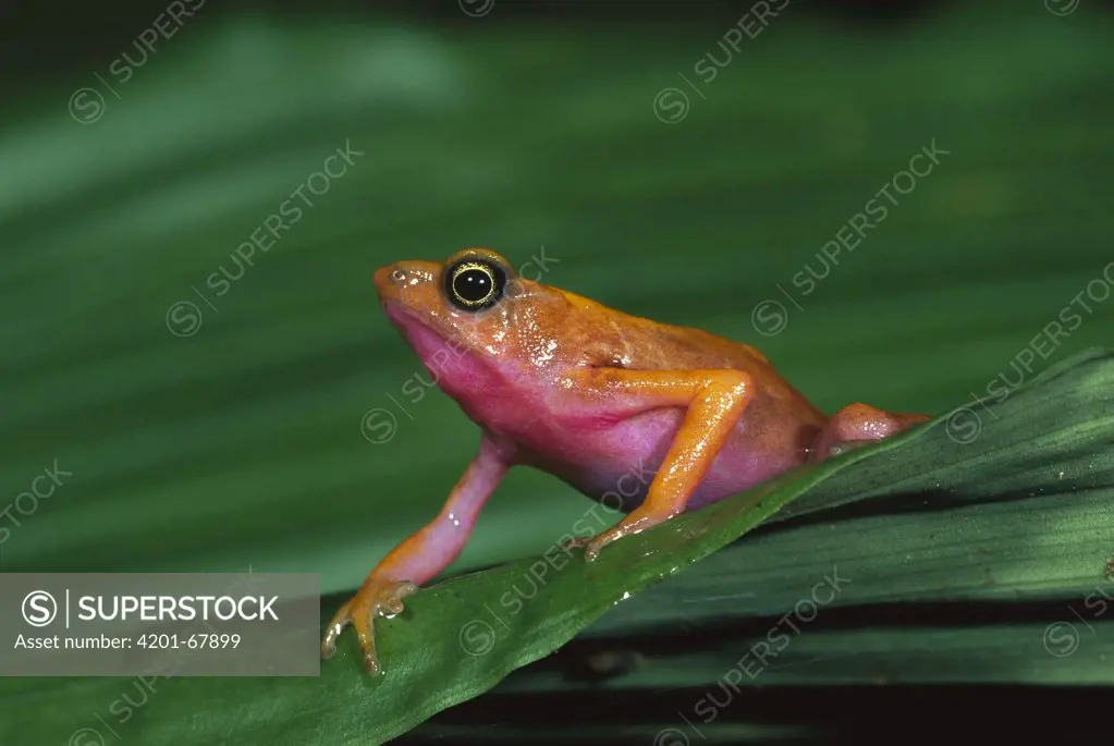 Cayenne Stubfoot Toad (Atelopus flavescens) portrait, French Guiana