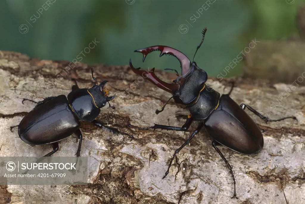 Stag Beetle (Lucanus cervus) male and female, France