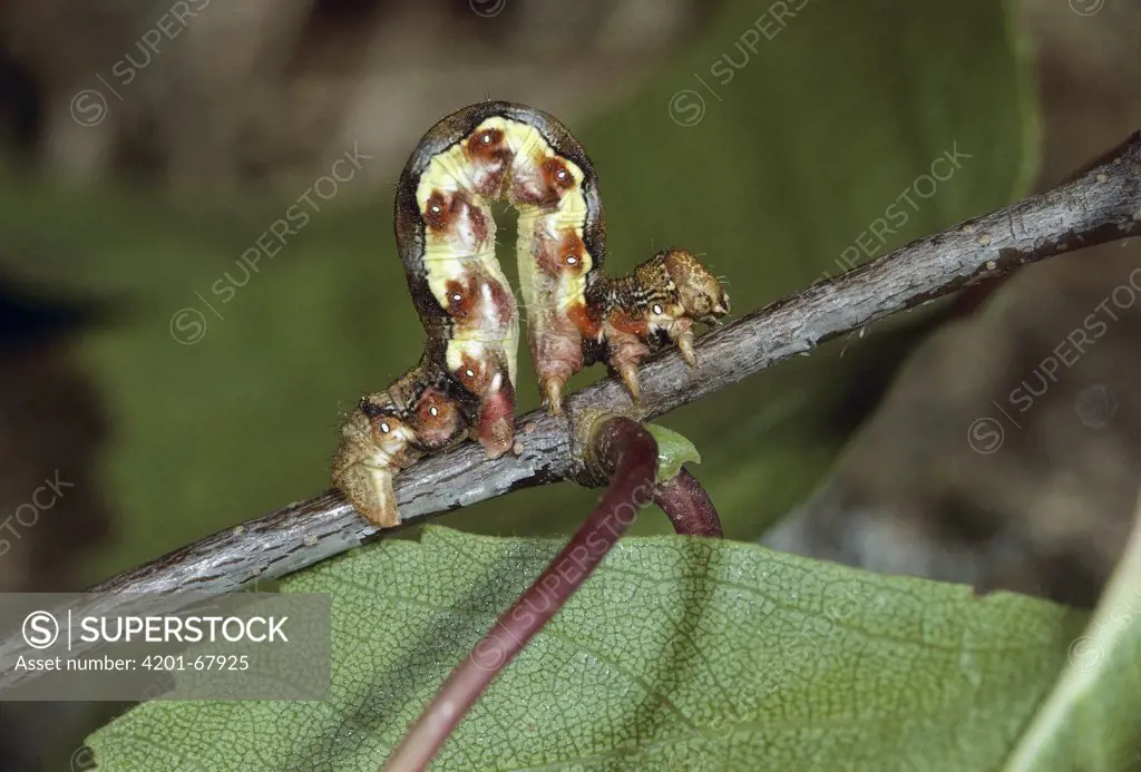 Mottled Umber (Erannis defoliaria) caterpillar moving across branch, Switzerland