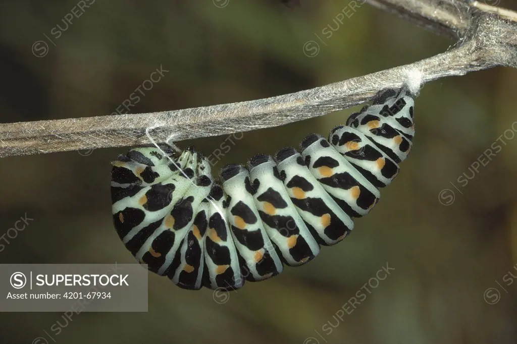 Oldworld Swallowtail (Papilio machaon) caterpillar forming chrysalis, Switzerland