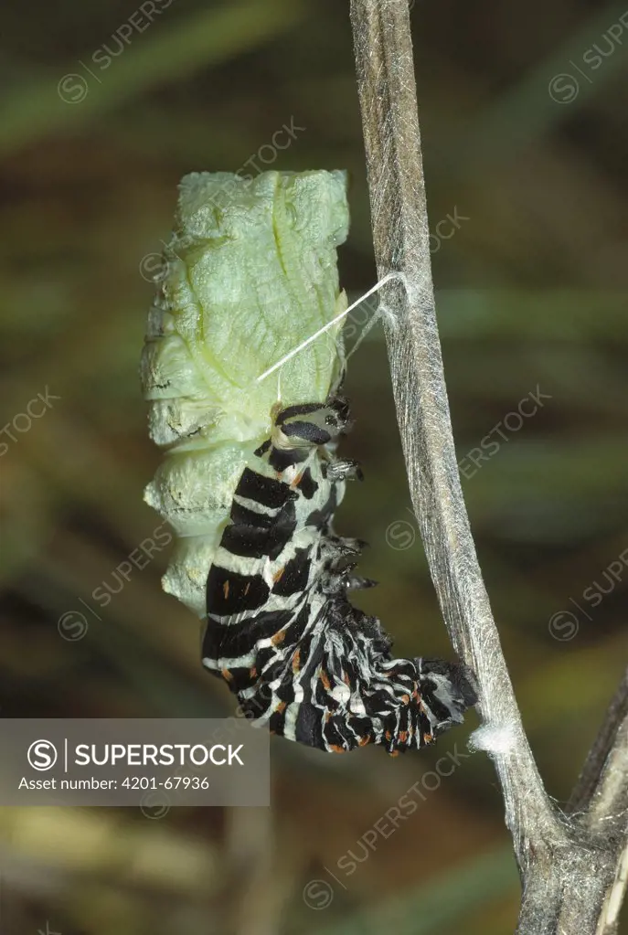 Oldworld Swallowtail (Papilio machaon) caterpillar forming chrysalis, Switzerland