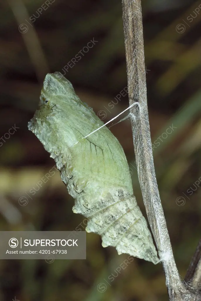 Oldworld Swallowtail (Papilio machaon) chrysalis, Switzerland