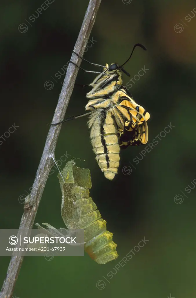 Oldworld Swallowtail (Papilio machaon) emerged from chrysalis, Switzerland