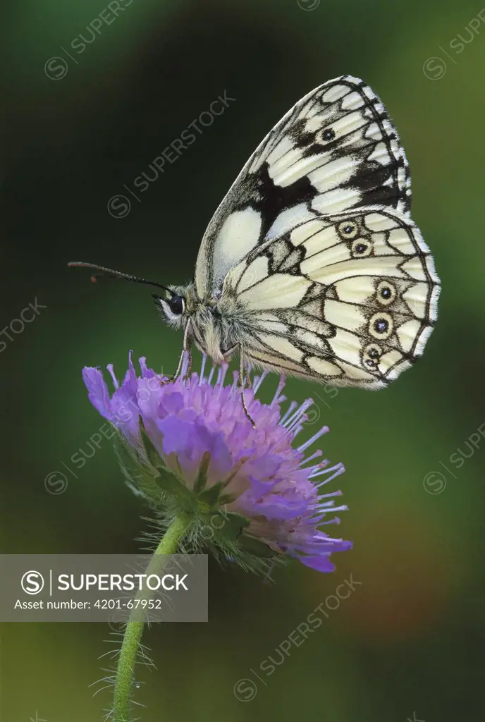 Marbled White (Melanargia galathea) butterfly on flower, Switzerland