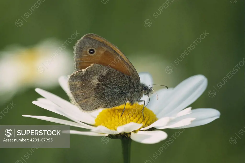 Small Heath (Coenonympha pamphilus) butterfly feeding on flower, Switzerland
