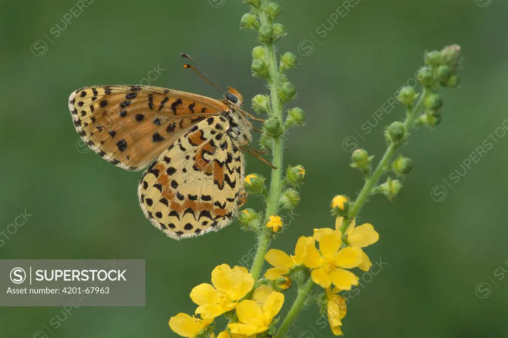 Spotted Fritillary (Melitaea didyma) butterfly male, Switzerland