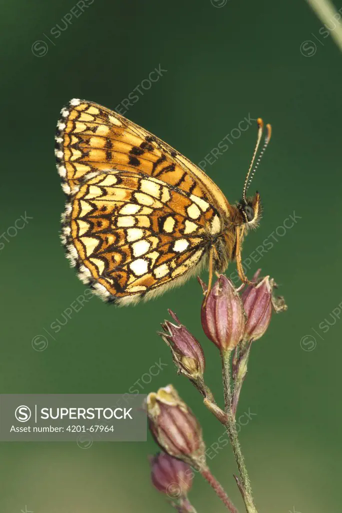 False Heath Fritillary (Melitaea diamina) butterfly, Switzerland