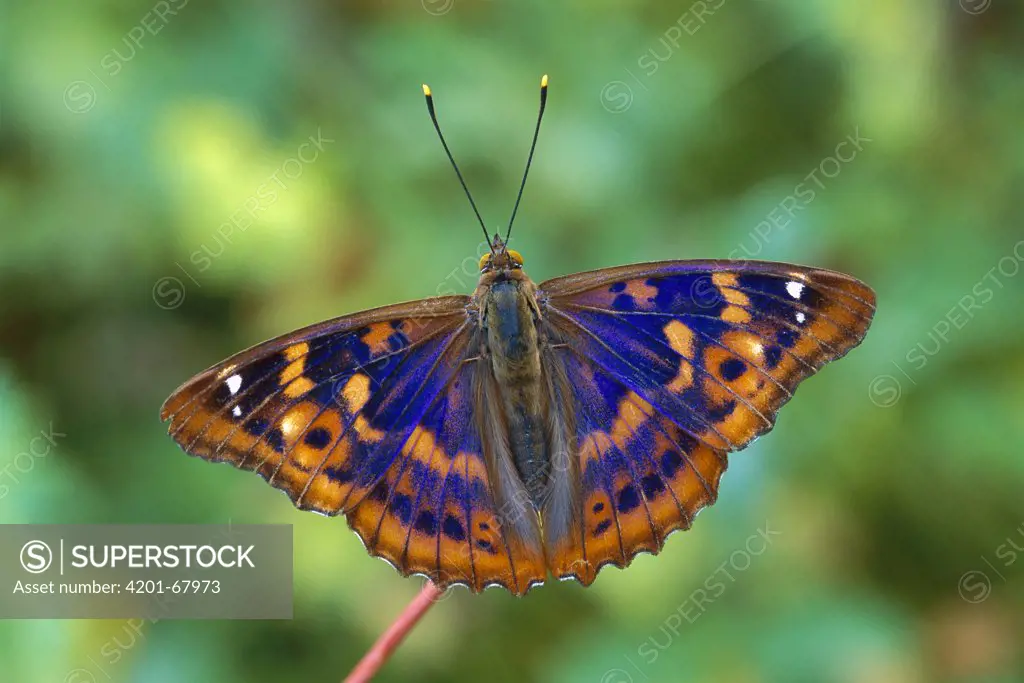 Lesser Purple Emperor (Apatura ilia) butterfly, Switzerland