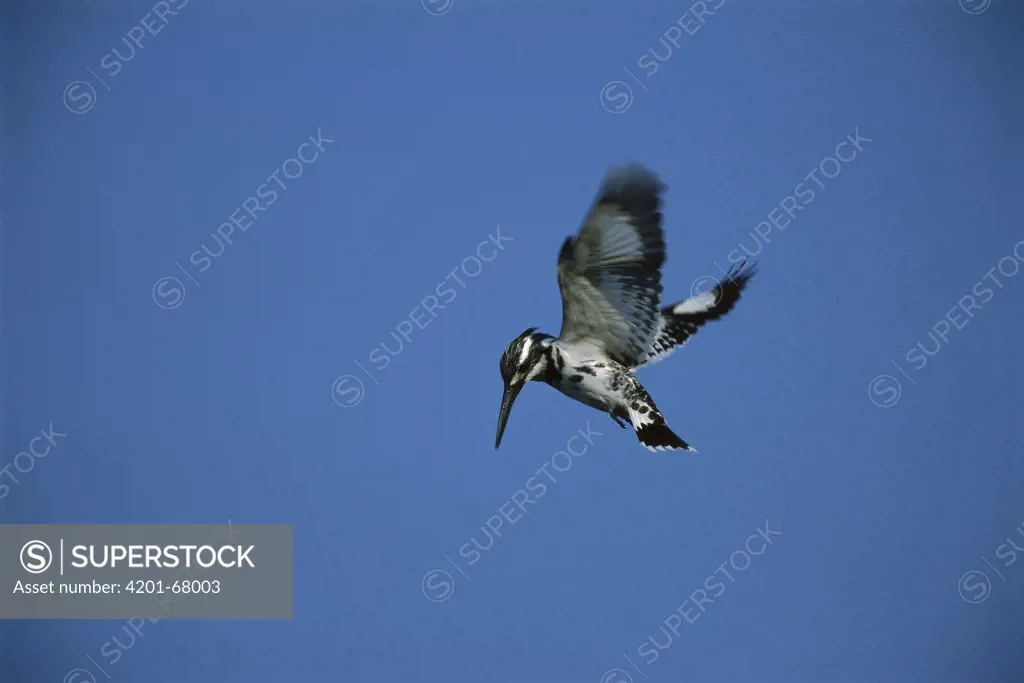 Pied Kingfisher (Ceryle rudis) hovering, Bharatpur National Park, India
