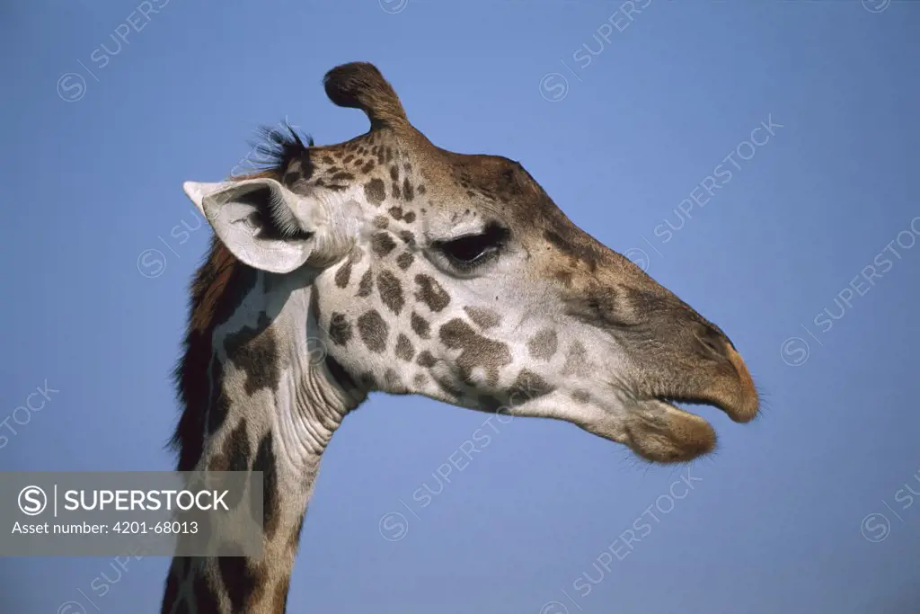 Masai Giraffe (Giraffa camelopardalis tippelskirchi) portrait, Masai Mara National Reserve, Kenya
