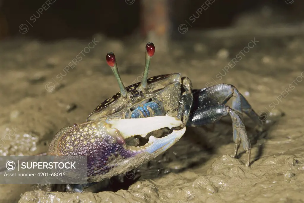 Fiddler Crab (Uca sp) male emerging from burrow, Bako National Park, Sarawak, Malaysia