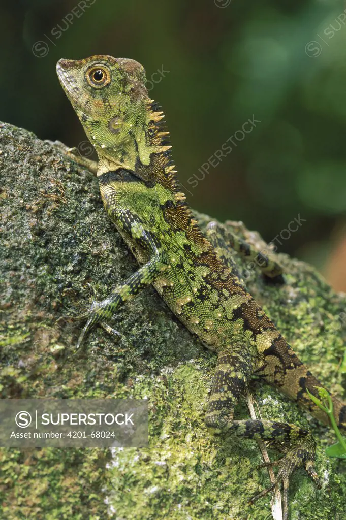 Agamid Lizard (Agamidae) portrait, Gunung Gading National Park, Sarawak, Malaysia