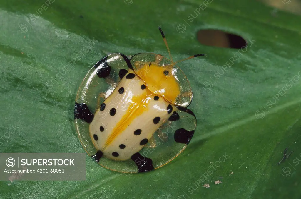 Fool's Gold Beetle (Aspidomorpha miliaris) protecting itself by withdrawing head and legs under shield, Canyon Reserve, Sumatra, Indonesia