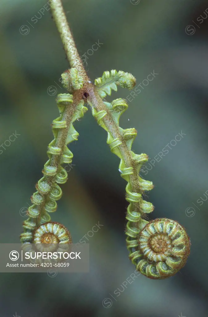 Curled fern fronds, Kinabalu National Park, Borneo, Malaysia