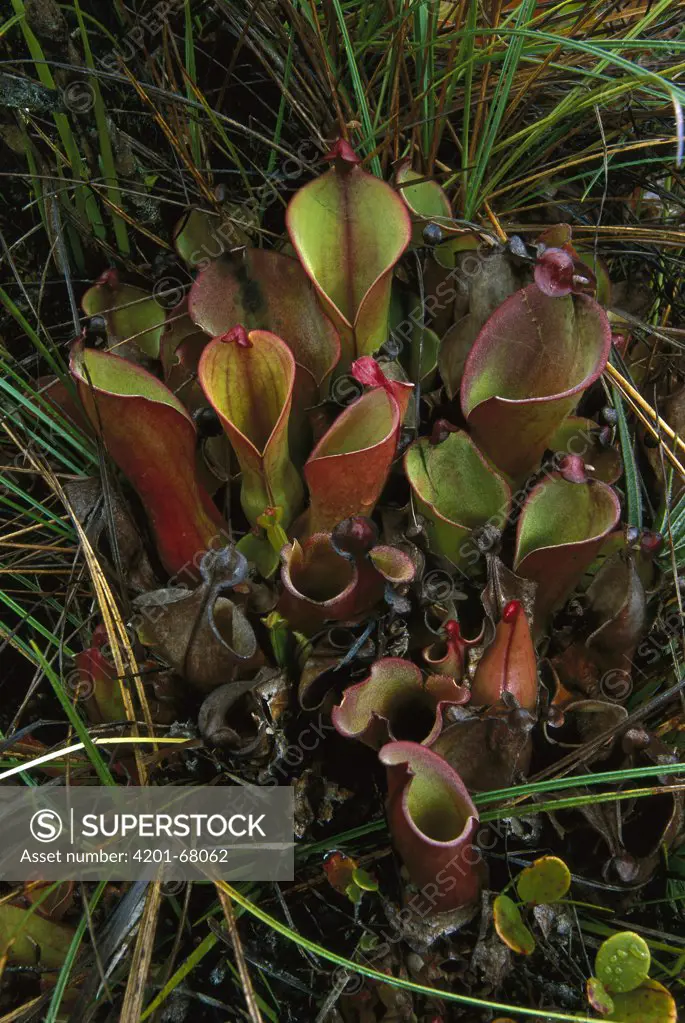 Marsh Pitcher Plant (Heliamphora nutans) group, Canaima National Park, Venezuela