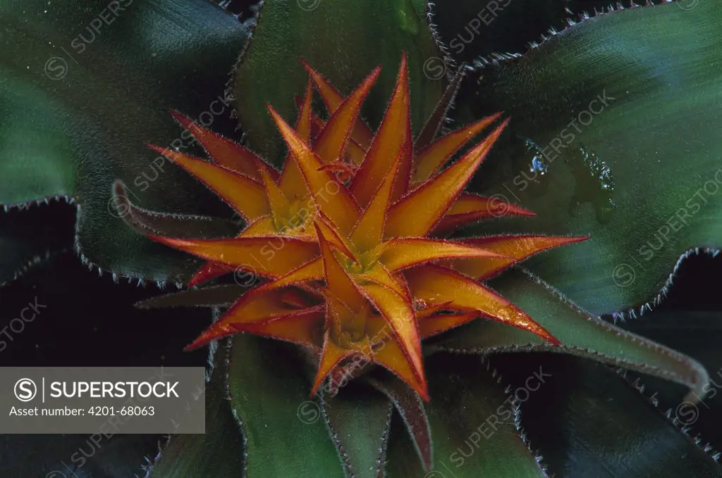 Bromeliad (Navia tentacula), Auyantepui, Venezuela