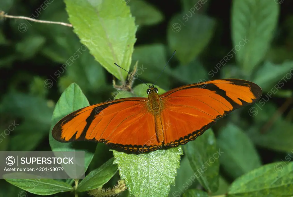 Silverspot Butterfly (Dione juno) western Colombia