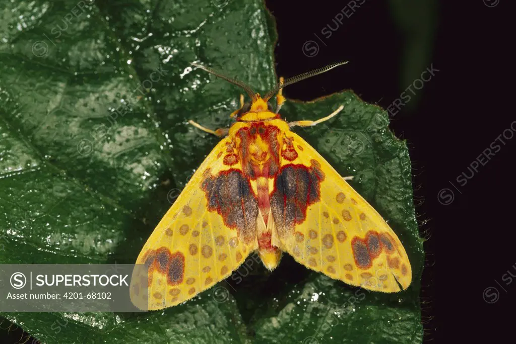 Tiger Moth (Arctiidae), Manu National Park, Peru