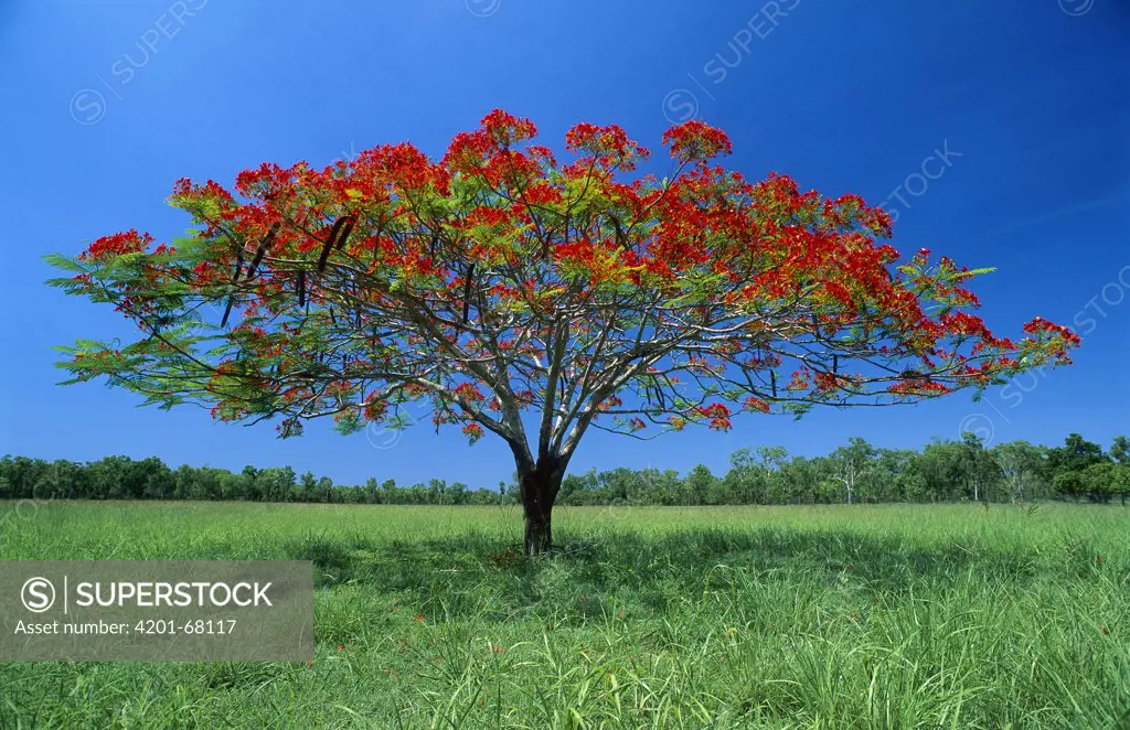 Acacia (Acacia sp) tree flowering, Litchfield National Park, Australia