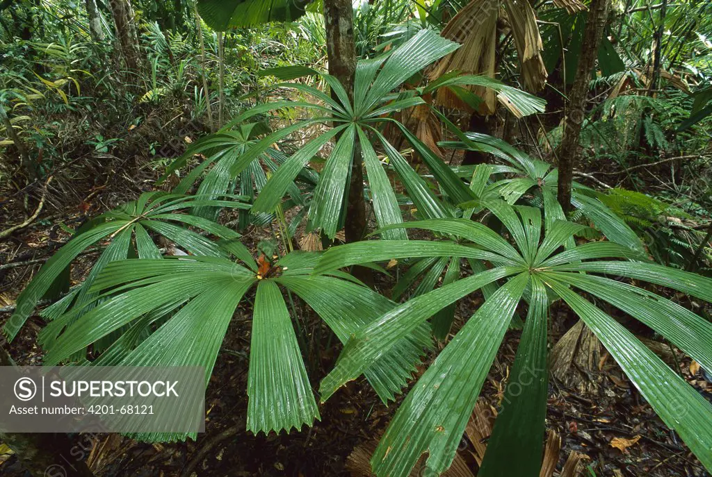 Licuala Fan Palm (Licuala ramsayi) growth in Daintree National Park, Australia