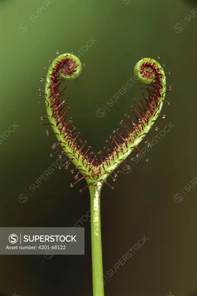 Sundew (Drosera binata) plant, Australia