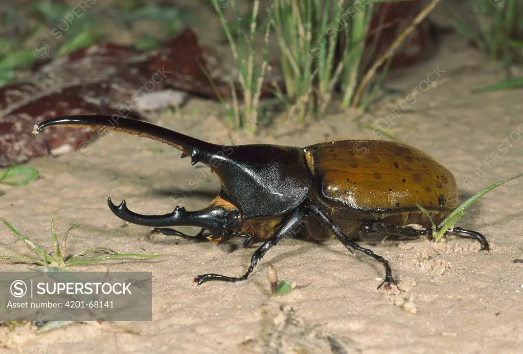 Hercules Scarab Beetle (Dynastes hercules) male, Venezuela