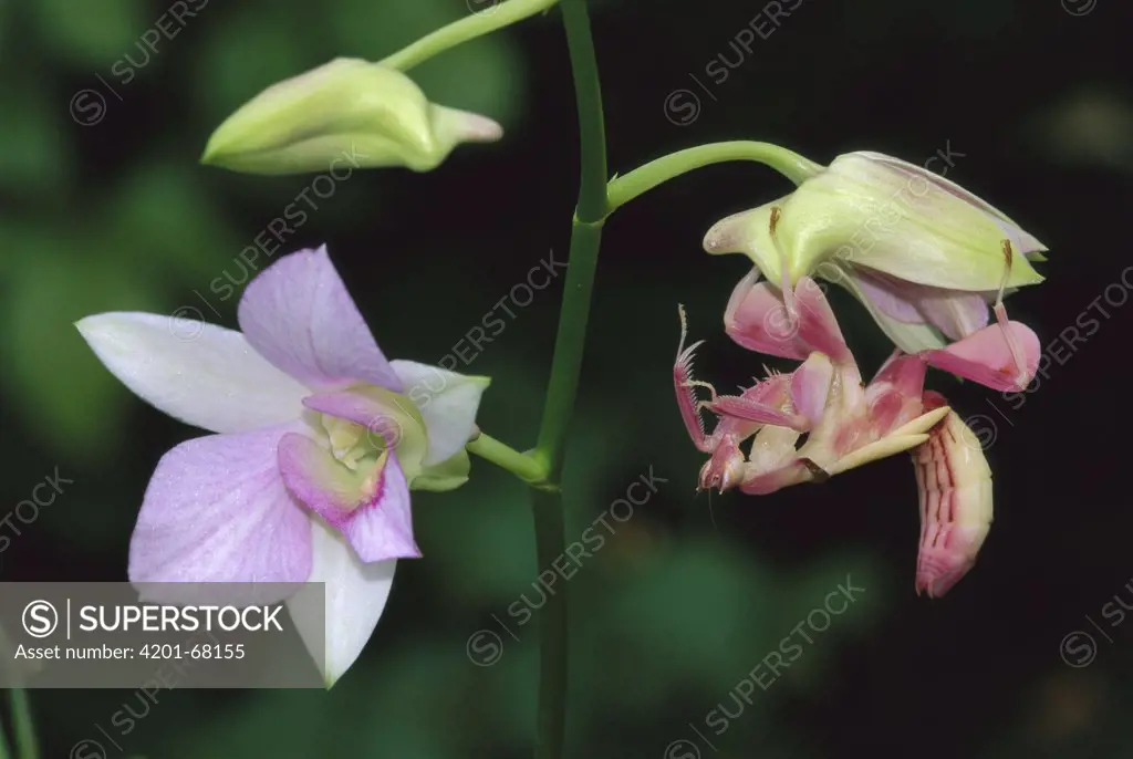 Orchid Mantis (Hymenopus coronatus) female mimicking a pink flower, Malaysia