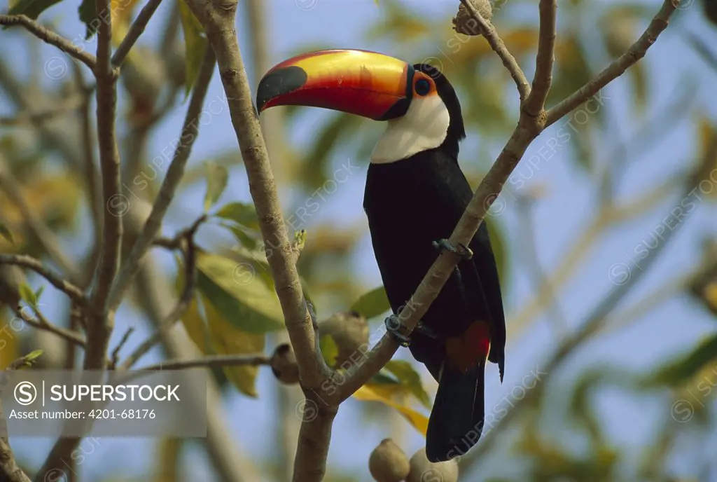 Toco Toucan (Ramphastos toco) in tree, Pantanal, Brazil