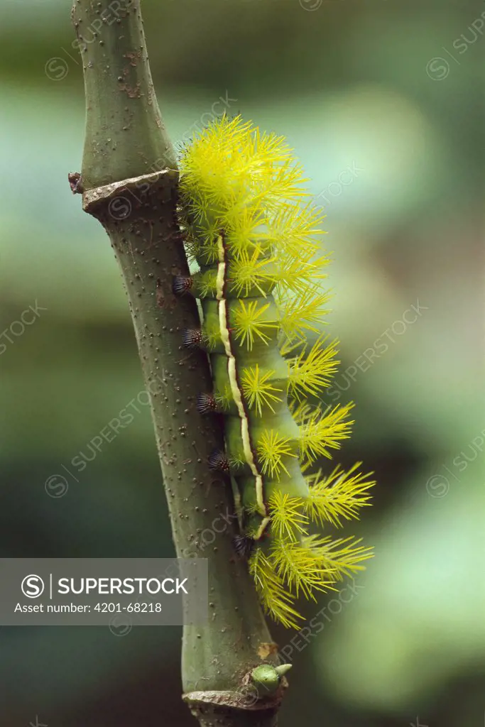 Moth (Automeris sp) caterpillar, with spines that can eject potent venom, Leticia, Colombia
