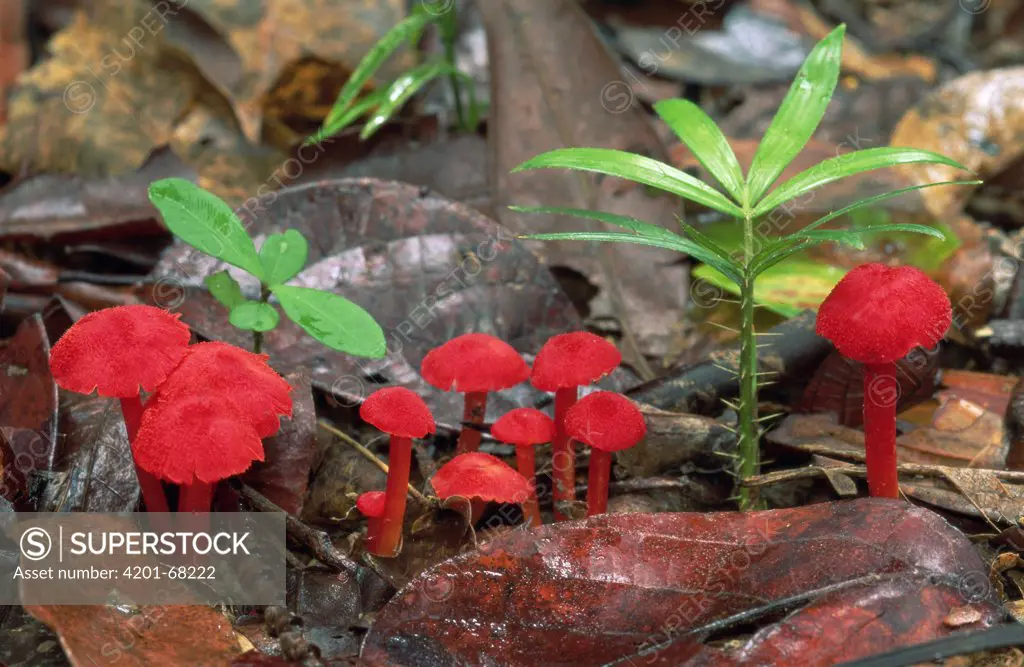 Red mushrooms on forest floor, Mission Beach, Australia